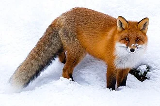 Portrait of a red fox in Rautas fjällurskog nature reserve, Sweden.