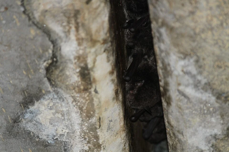 Myotis macropus roosting under a bridge in Termeil, New South Wales