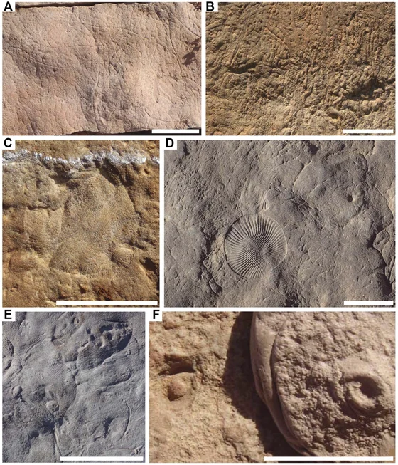 Six fossil-surface photographs; panel B shows dense Funisia impressions, with comparative Plexus, Dickinsonia and Obamus fossils in other panels.