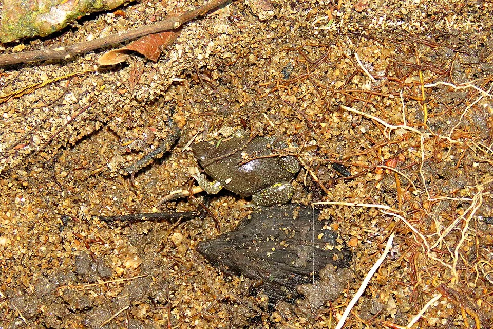Photo of Elachistocleis piauiensis uploaded from iNaturalist.