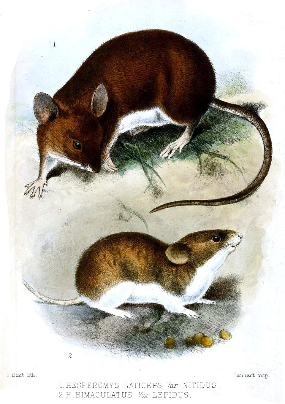 Hesperomys laticeps = Euryoryzomys nitidus
Hesperomys bimaculatus = Calomys laucha