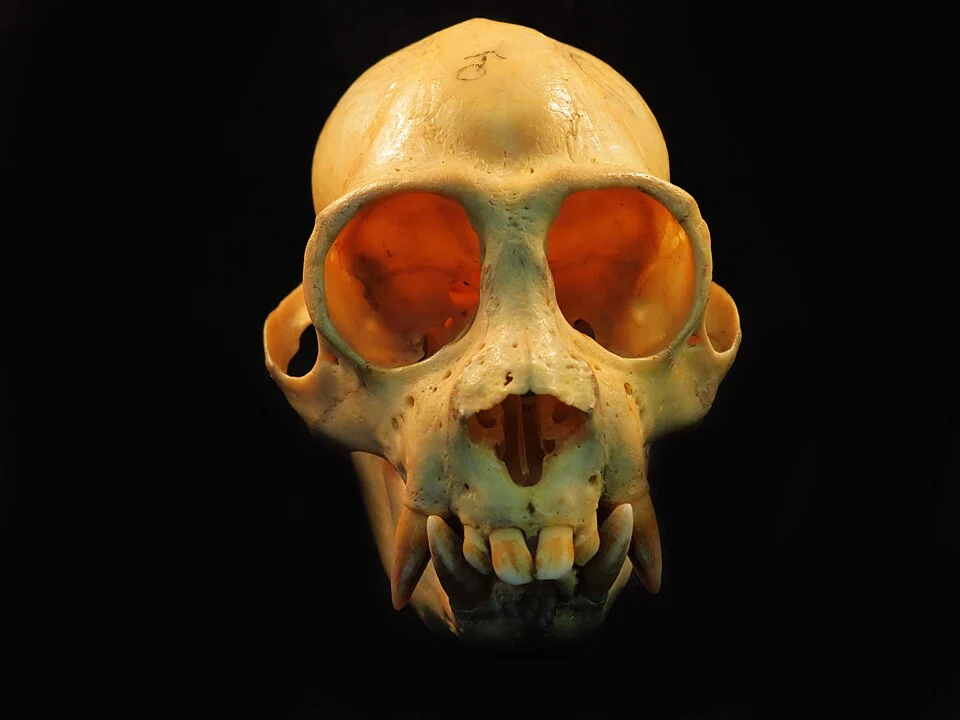 Skull of Pithecia irrorata vanzolinii from Santa Cruz, Eiru river, Amazonas, Brazil. Zoology Museum of University of São Paulo (Museu de Zoologia da USP).