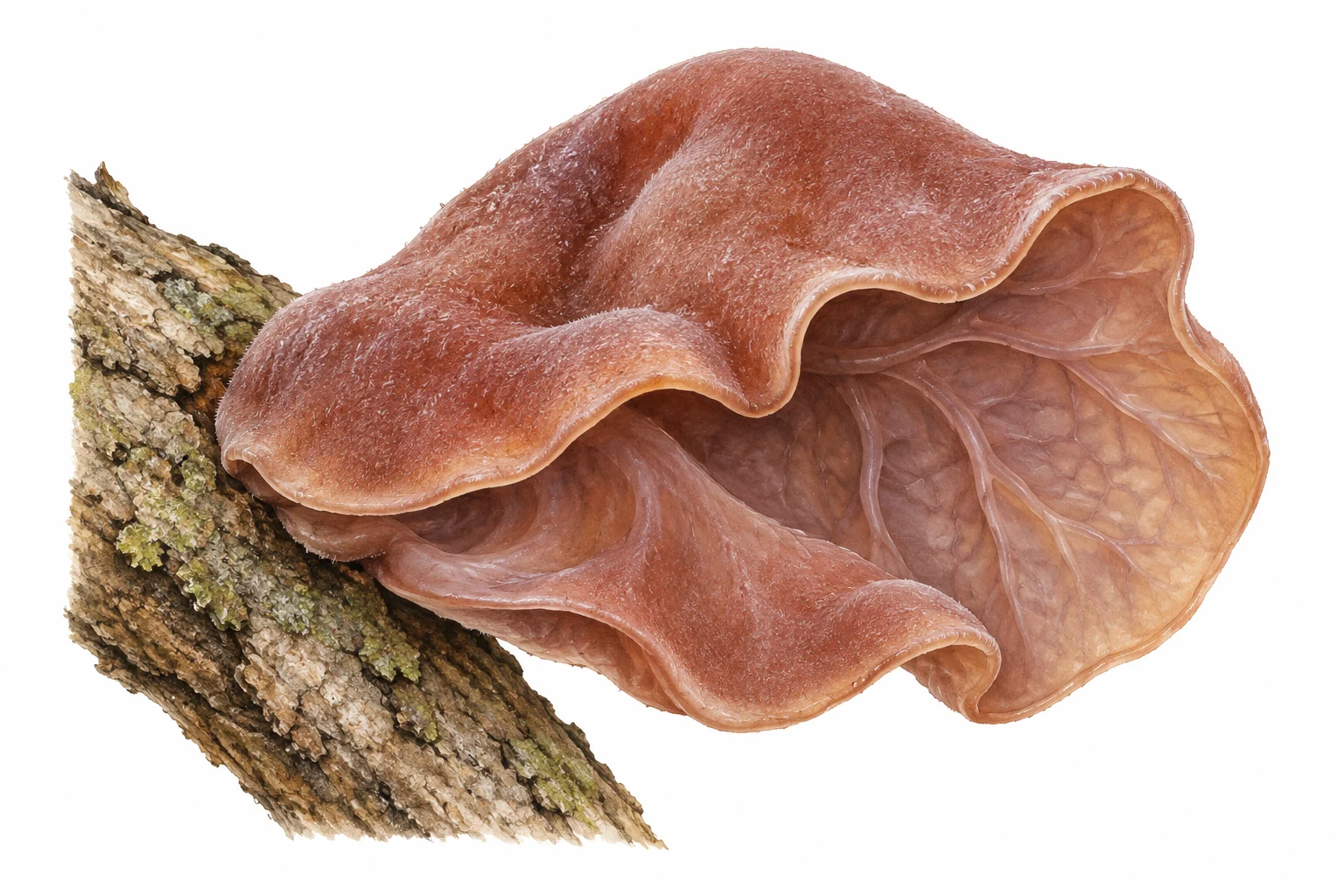 Jelly ear study
