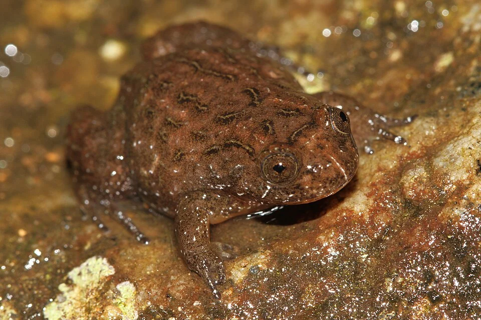 frog from india
