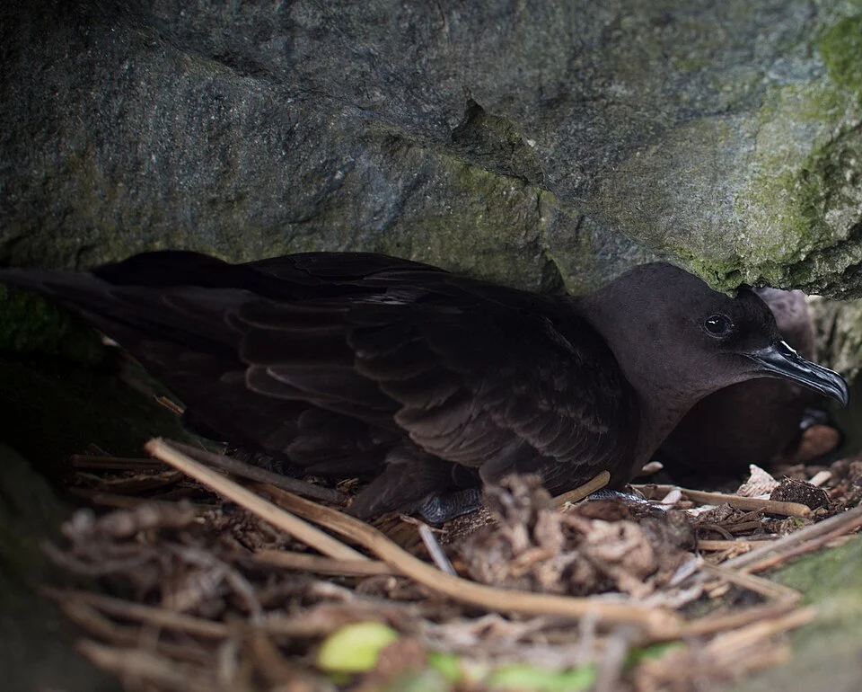 Bulwer’s petrel (Bulweria bulwerii) hidden in a crevice of ʼŌfaʼi motu (located in the lagoon of Tubuai, French Polynesia).