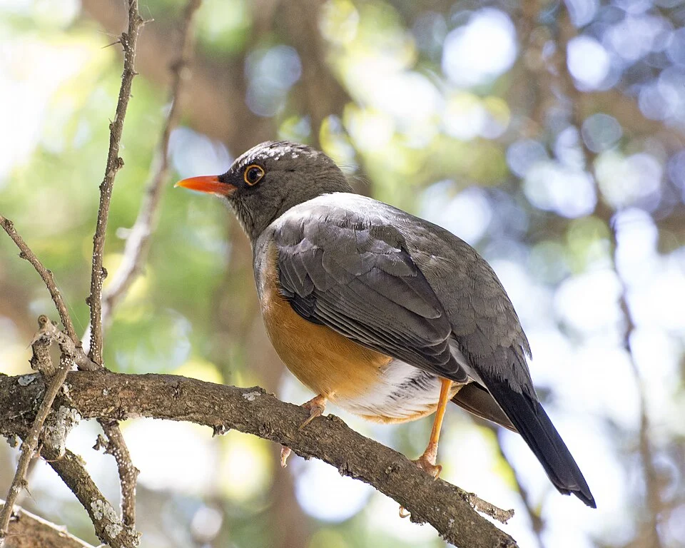 Abyssinian Thrush 
Turdus abyssinicus
Turdus abyssinicus abyssinicus
Portugese Bridge, near Addis Ababa, Ethiopia
16th. January 2015

CF2P9999