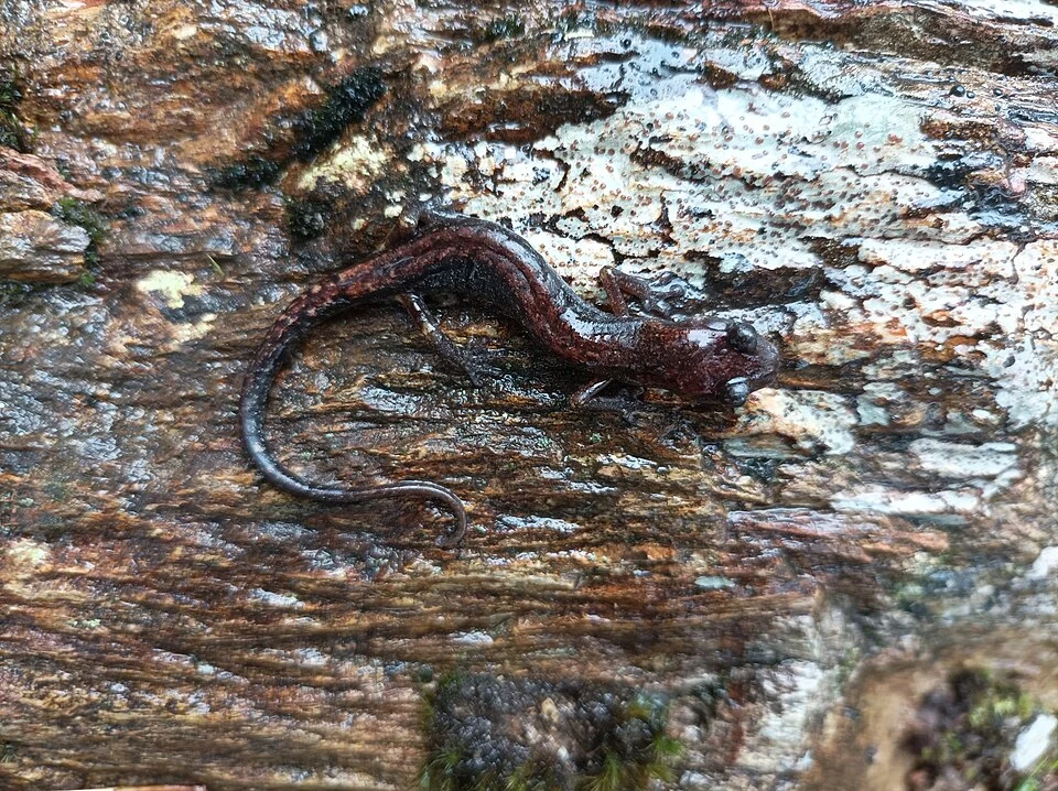 Photo of Claw-toothed Salamander (Pseudoeurycea unguidentis) uploaded from iNaturalist.