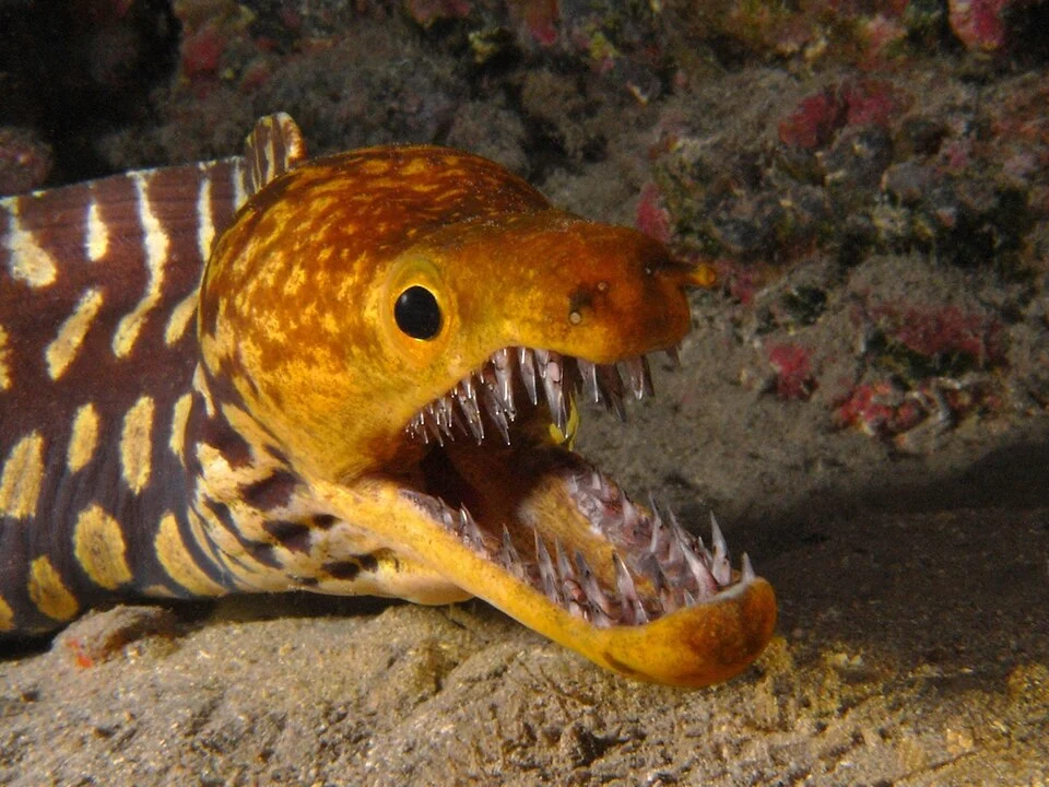 Enchelycore anatina - Fangtooth moray / Picopato / Murène tigrée, Tenerife.