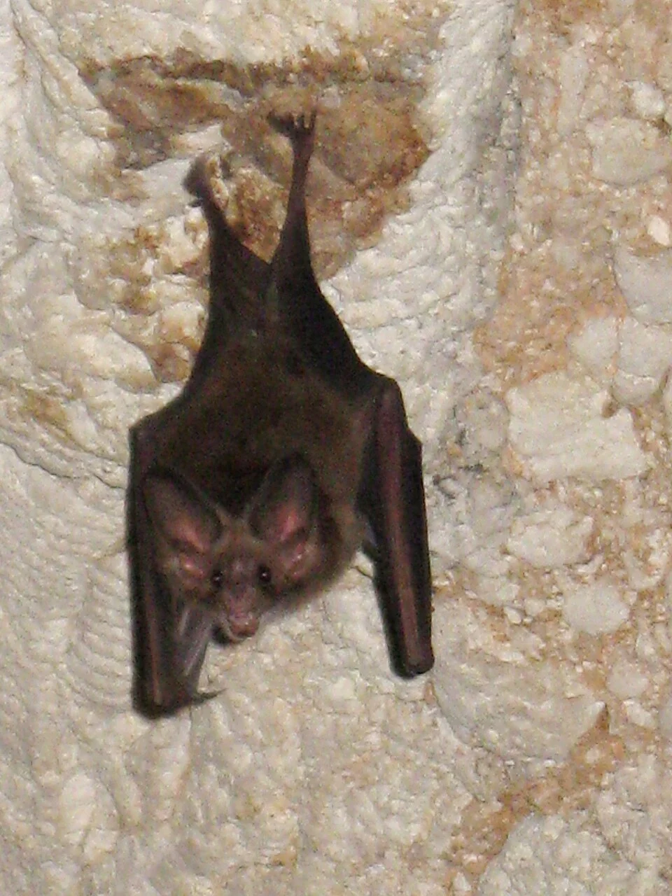 Waterhouse's Leaf-nosed Bat (Macrotus waterhousii) in Haiti