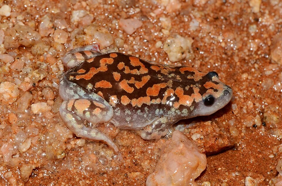 Marbled rubber frog (Phrynomantis annectens)