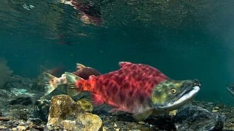 Two pink sockeye salmon swimming in different directions. Males have a hooked nose and a deep red; within a day of fresh water, they start turning red in salt tasting the brackish water of river.