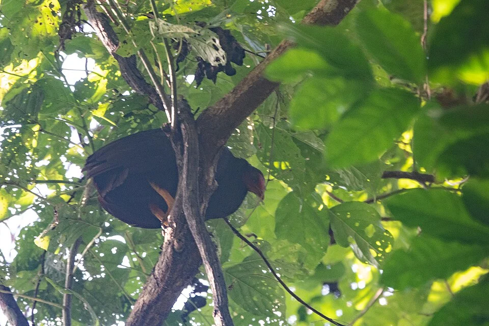 Megapodius layardi, Vanuatu, 2025-10-29 (iNaturalist).