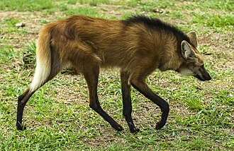 The Maned Wolf (Chrysocyon brachyurus) endangered species