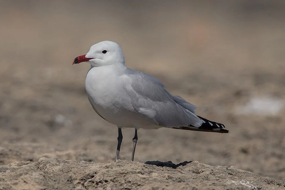 Audouin's gull