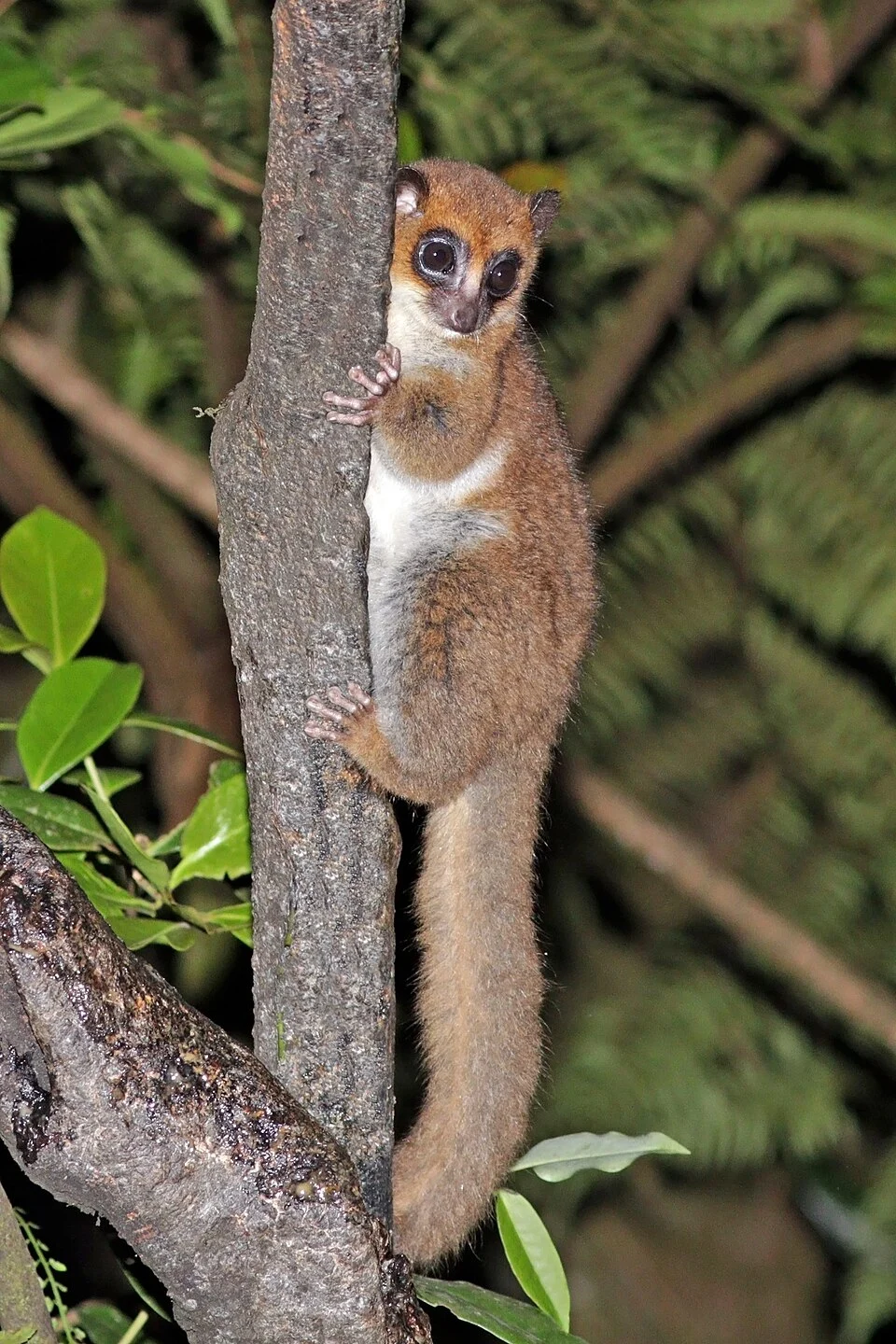 Crossley's dwarf lemur (Cheirogaleus crossleyi), Ranomafana National Park, Madagascar.