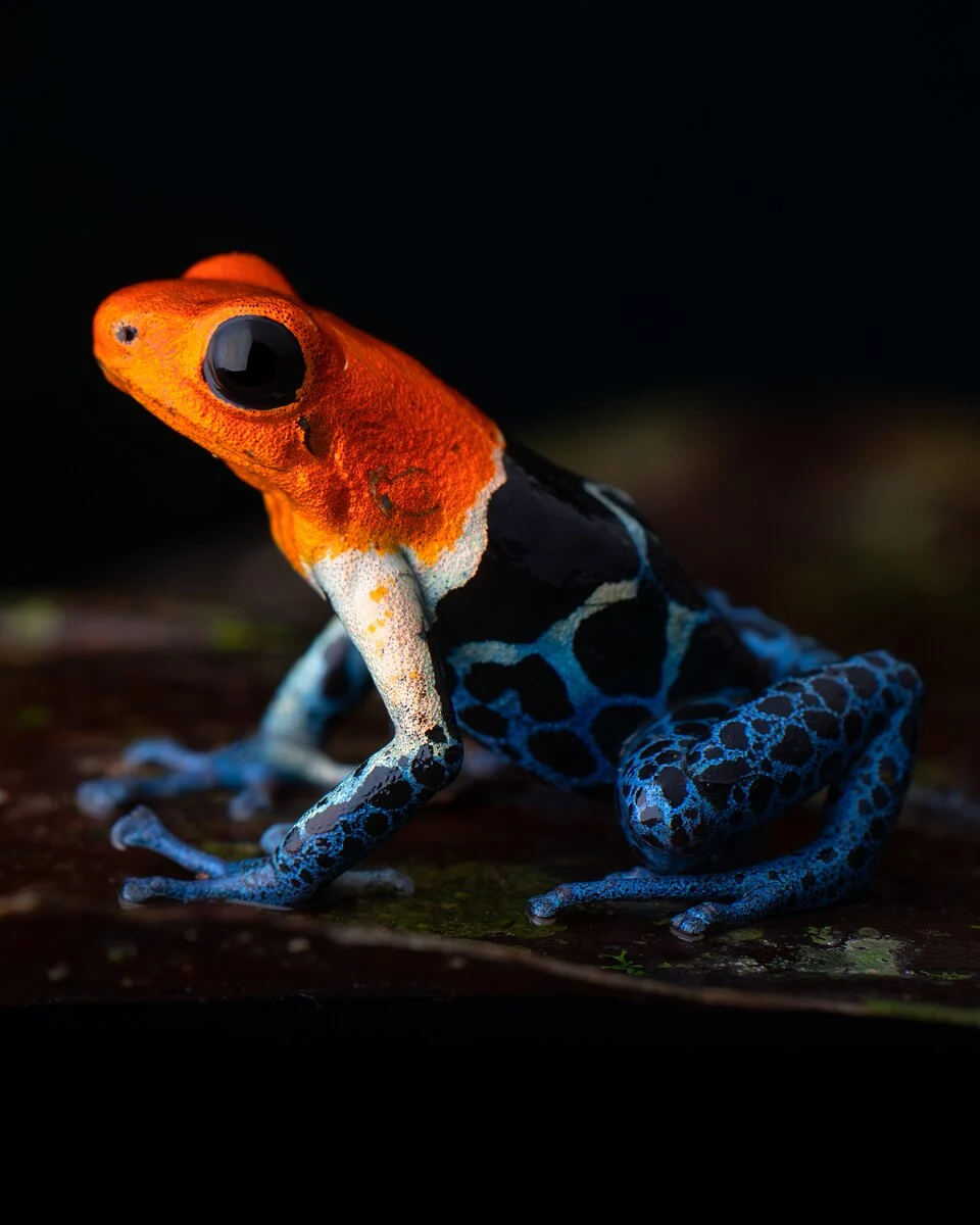 Ranitomeya fantastica "True Nominal" in Peru - taken by Jack Small