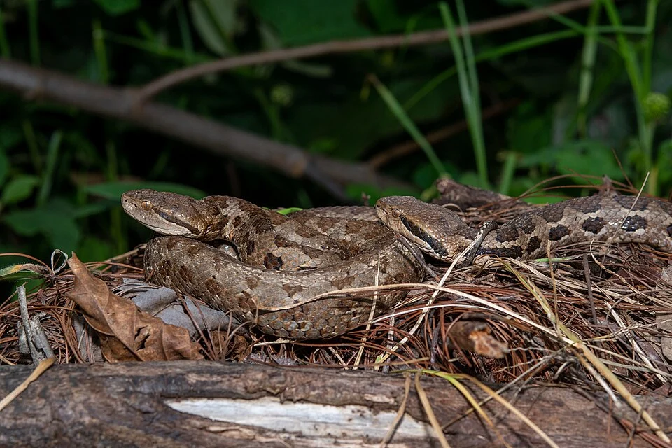 Wilson's Montane Pitviper (Cerrophidion wilsoni) in Honduras