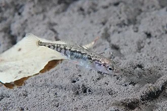 Unterwasseraufnahme des Dreistachligen Stichling