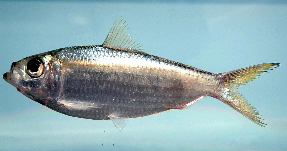 Scaled sardine (Harengula jaguana). Gulf of Mexico.

Credit: SEFSC Pascagoula Laboratory; Collection of Brandi Noble, NOAA/NMFS/SEFSC.
