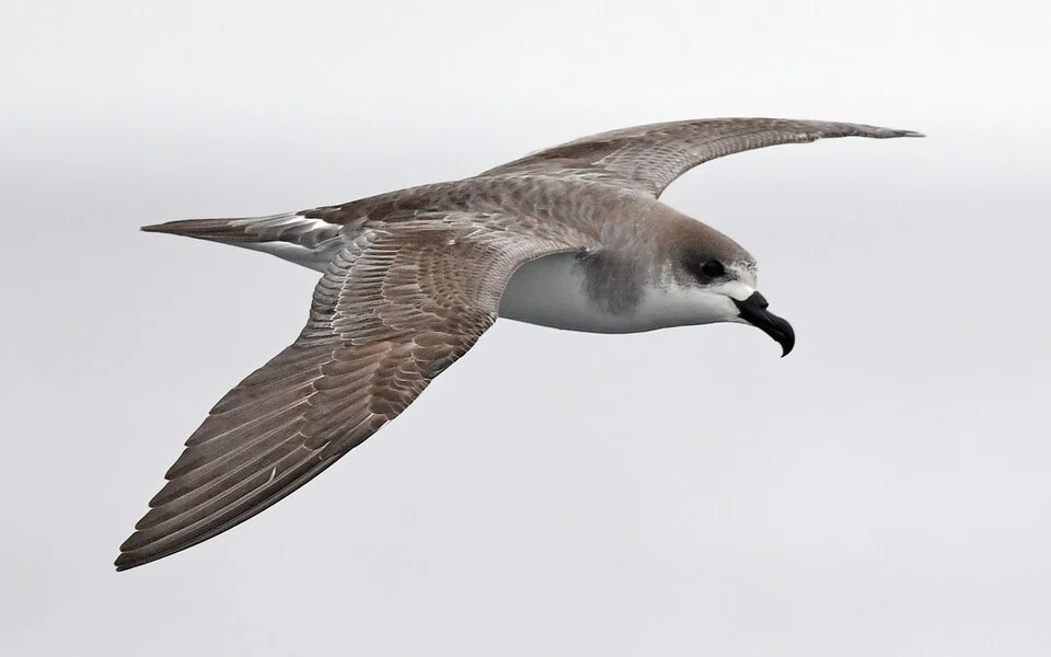 Juan Fernandez Petrel (Pterodroma externa)