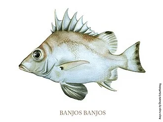 watercolor of the Banjofish (Banjos banjos)