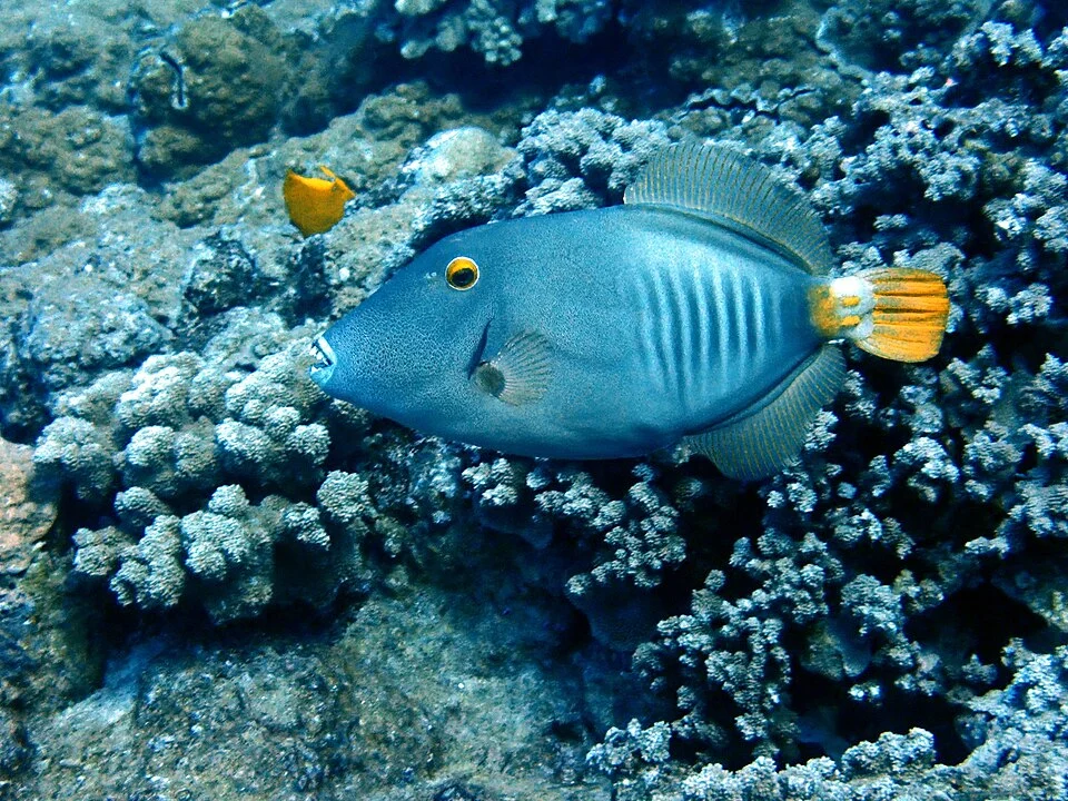 Barred Filefish
Local name: ‘ō’ili
Cantherhines dumerilii
Maui, Hawaii
