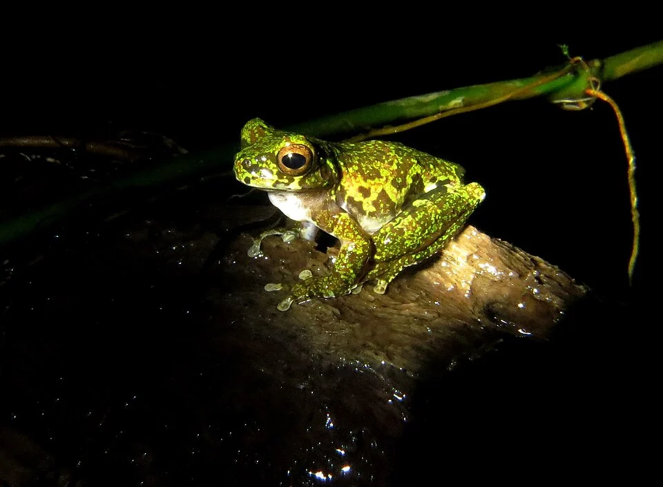 Isthmohyla lancasteri - Lancaster's tree frog in Limón, Costa Rica. Photo by Paul Prior. Original iNaturalist observation here: https://www.inaturalist.org/observations/147221754