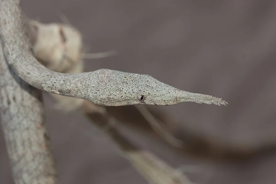 Female Madagascar Leaf-nosed Snake.