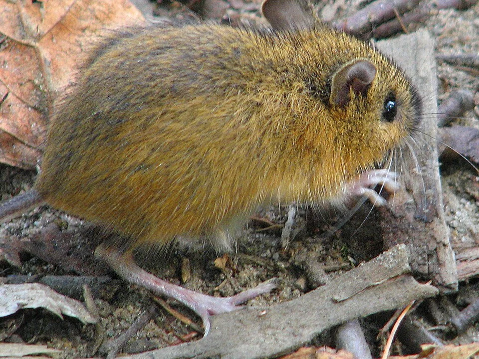 Woodland jumping mouse (Napaeozapus insignis) taken in Sturgeon River Park, Temagami, Ontario