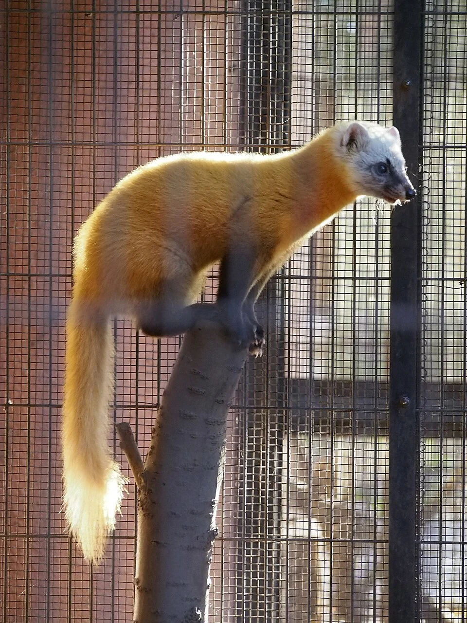Japanese marten (Martes melampus) in Inokashira Park Zoo, in Mitaka, Tokyo, Japan.