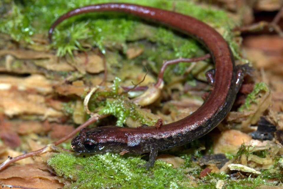 Terrestrial Splayfoot Salamander (Chiropterotriton terrestris)