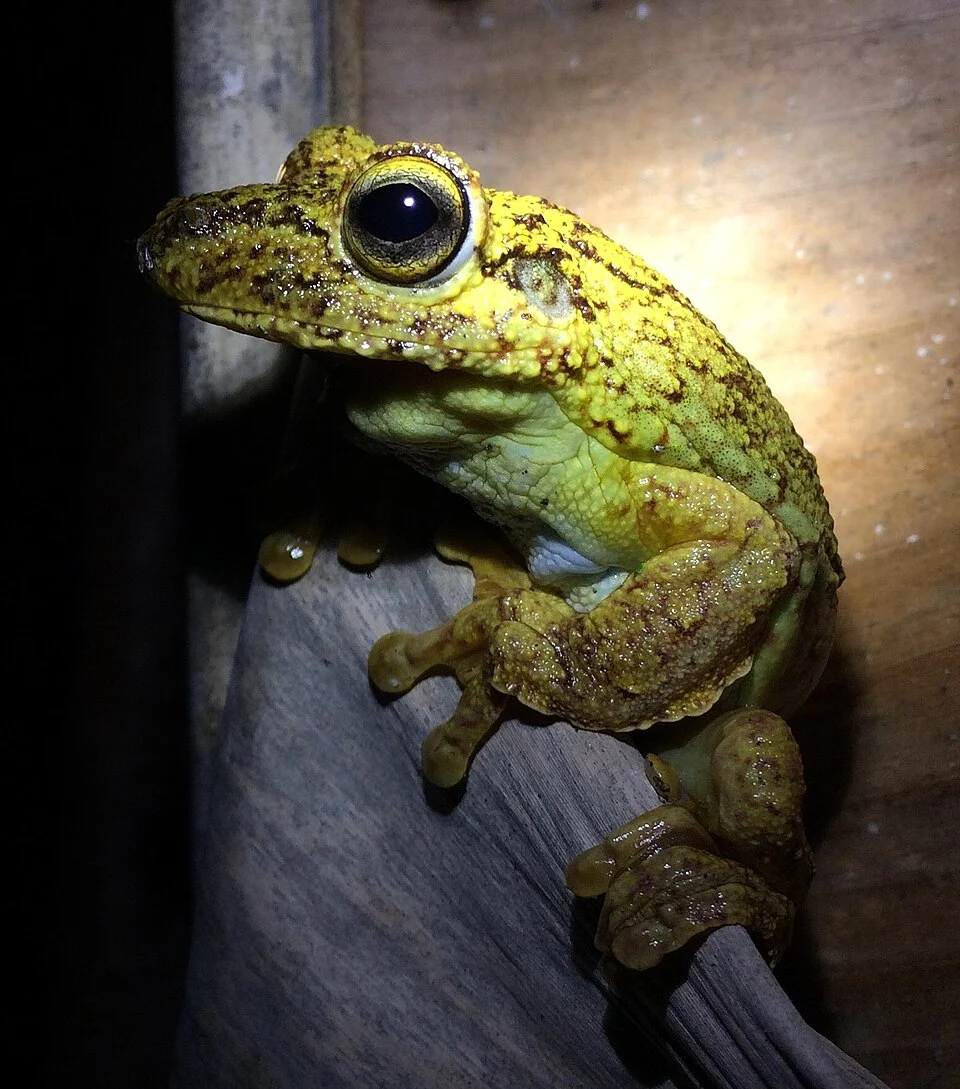 Fringe-footed Tree Frog (Boana exastis). Species of amphibian.