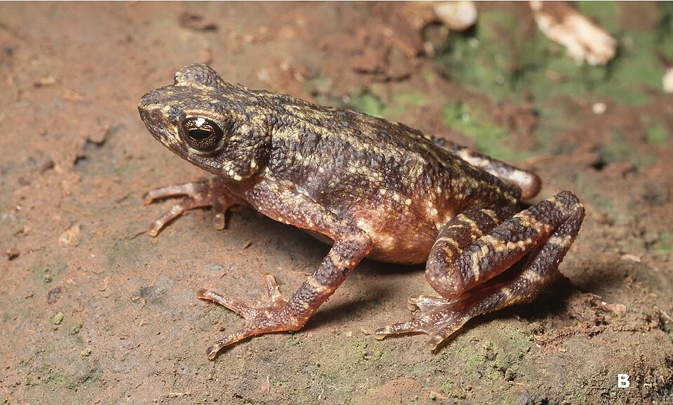 Ansonia muelleri male (A KU 332971) and female (B KU 334106) from Mt. Lumot, Municipality of Gingoog City, Misamis Oriental Province. Photos: RMB.