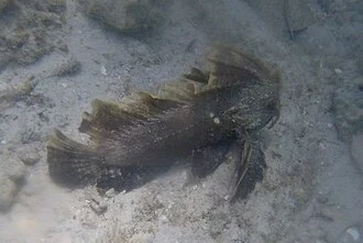 Redskinfish (Ablabys binotatus) Mozambique (crop)
