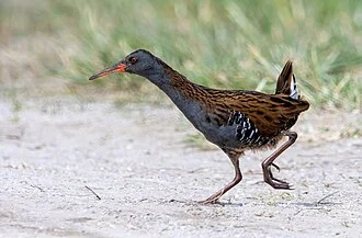 A water rail (Rallus aquaticus) walking, picture taken in Marquenterre park, Saint-Quentin-en-Tourmont, Somme, France.