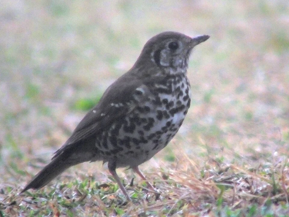 Saw at the mountain peak.
Got a video as well.