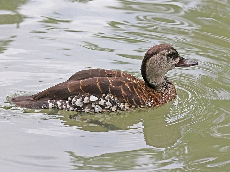 Spotted Whistling Duck (Dendrocygna guttata) - Sylvan Heights Waterfowl Park, North Carolina