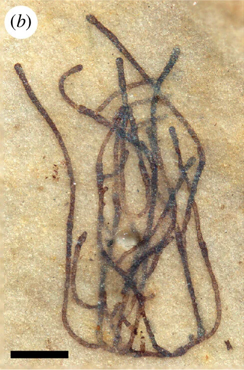 Dark branching Proterocladus antiquus fossil filaments on a pale matrix, with panel b and a 200-micrometre scale bar.