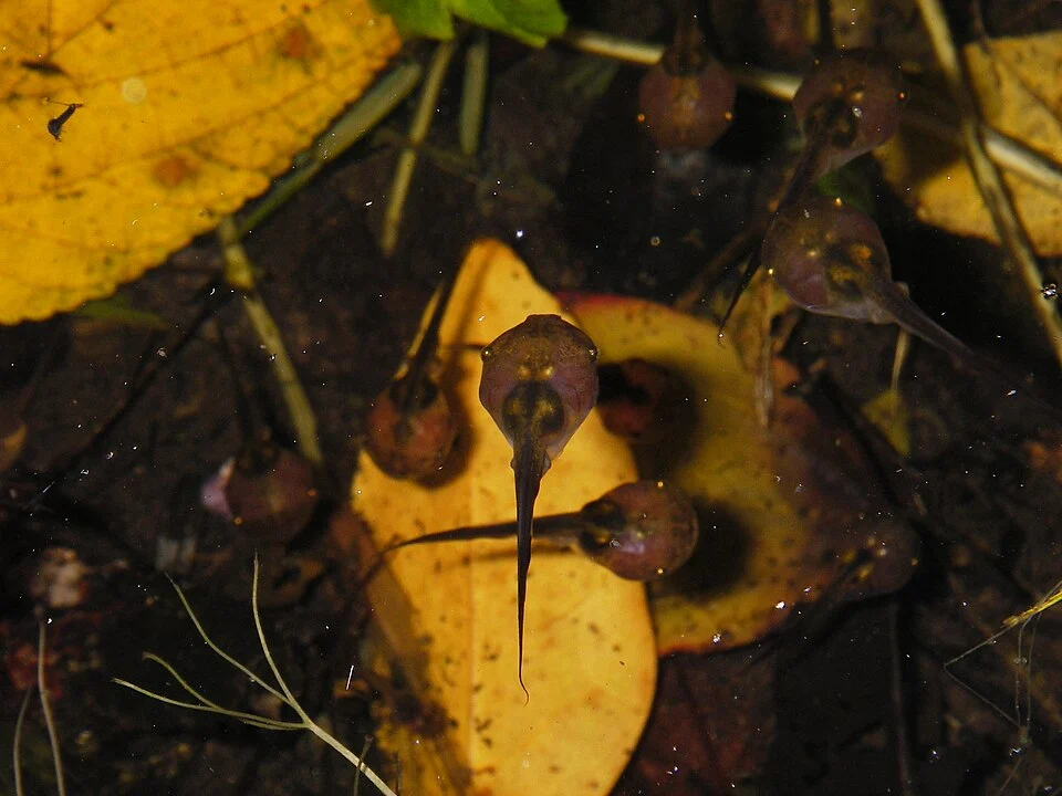 tadpoles of Paradoxophyla palmata (Microhylidae, Scaphiophryninae); from a ditch at the road between Ranomafana and Ambohitsara (Madagascar)