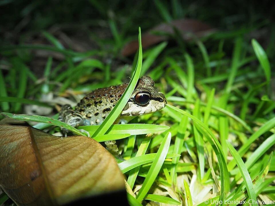 Leptodactylus myersi juvénile, pris en photo a l'Inselberg des Nouragues en Guyane Française