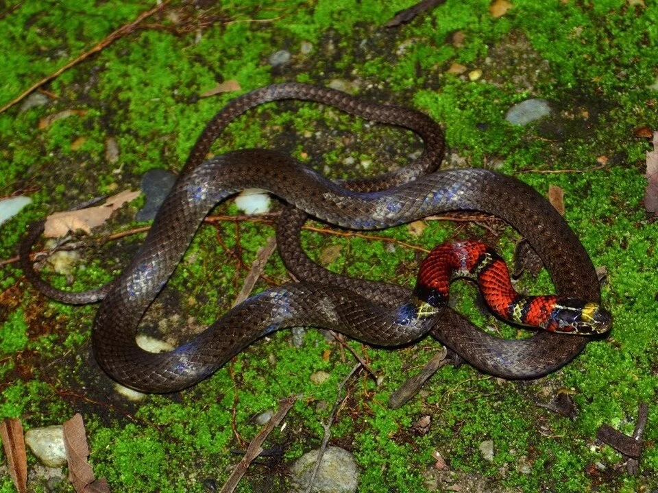 Guatemala Neckband Snake (Scaphiodontophis annulatus)