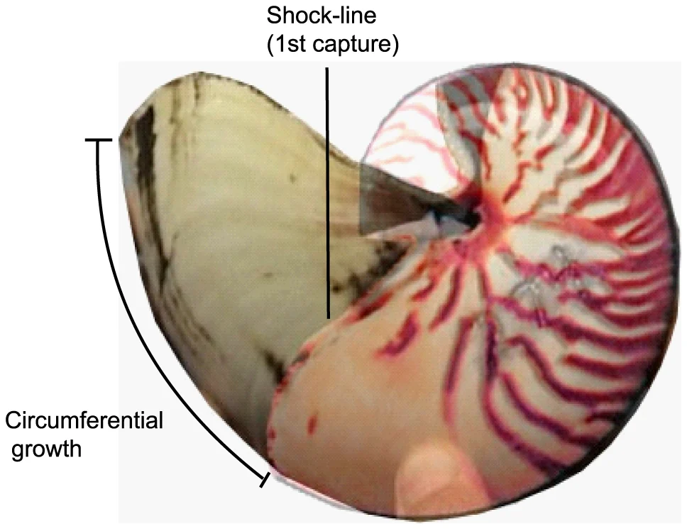 Overlaid capture and recapture photographs of Nautilus pompilius number 274, showing shell growth at Osprey Reef