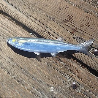 Jack Silverside Atherinopsis californiensis