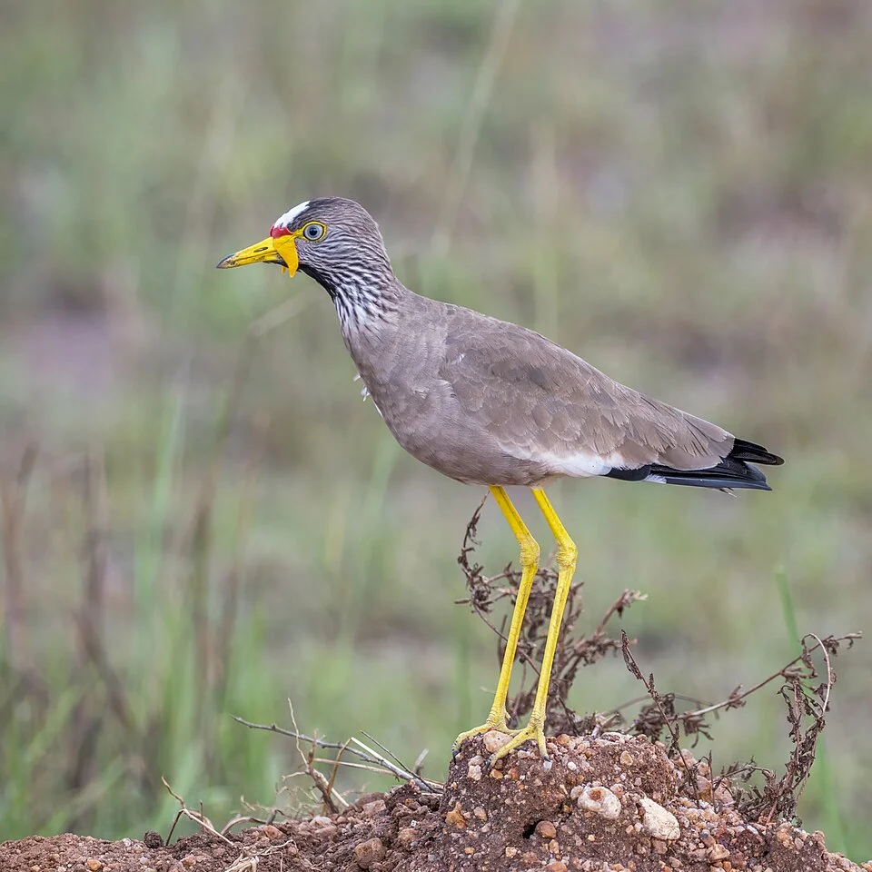 African wattled lapwing (Vanellus senegallus senegallus), Semuliki Wildlife Reserve, Uganda