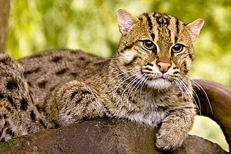 Portrait d'un Chat pêcheur (Prionailurus viverrinus) au zoo de Cincinnati.