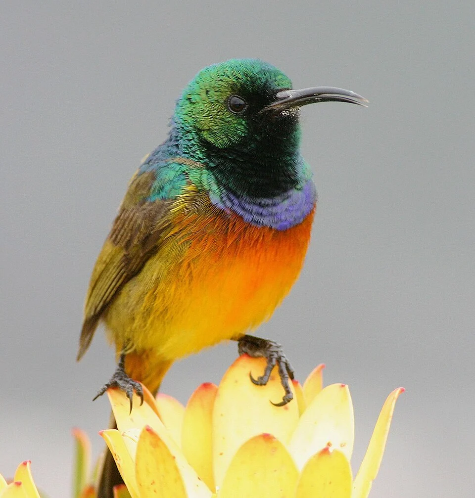 Orange-breasted sunbird (Anthobaphes violacea) på Leucadendron strobilinum