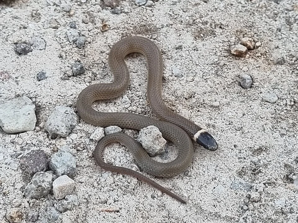 Chihuahuan Black-headed Snake (Tantilla wilcoxi) in Mexico