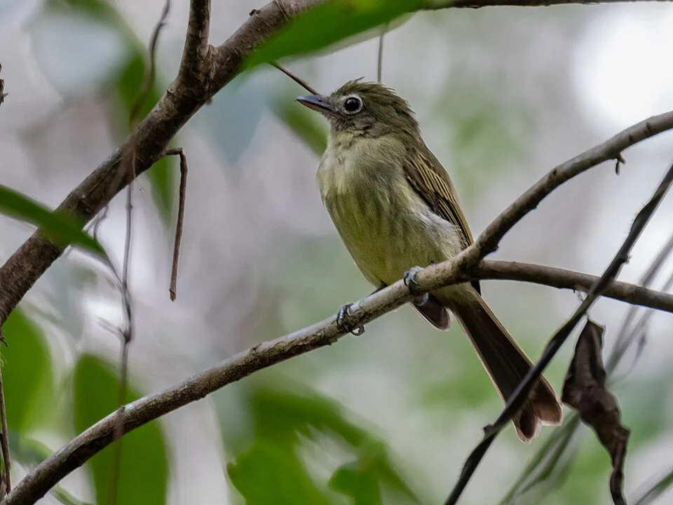 Cryptic Flatbill; Parque Zoobotanico, Rio Branco, Acre, Brazil