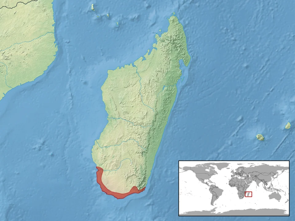 geographic distribution of Androngo trivittatus