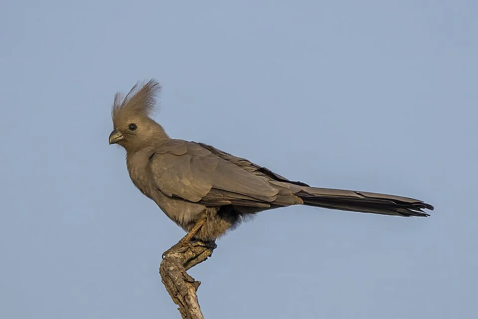 Grey go-away-bird (Corythaixoides concolor concolor), Kruger National Park, South Africa